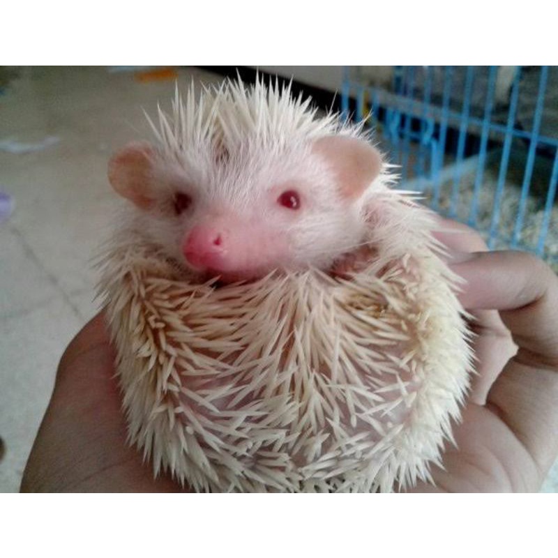 (DAPAT BONUS) Landak Mini Jenis Albino / Lanmin / Hedgehog