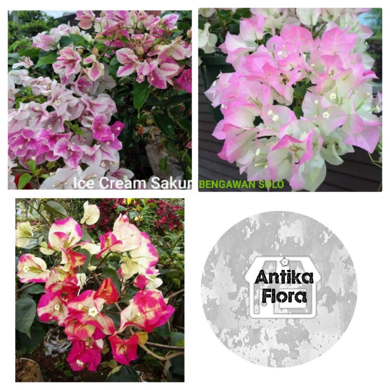 paket 3 tanaman hias bougenville (bengawan solo, sakura ice, citra india) batang ori