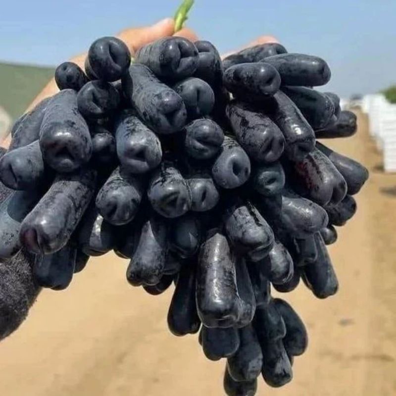 Bibit Anggur Import Moondrop Original