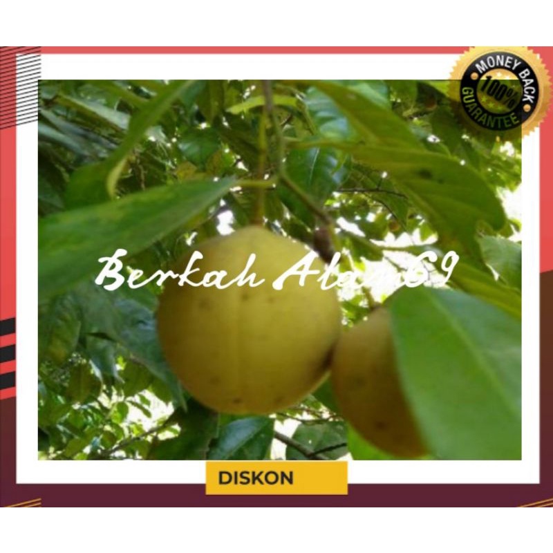 

Buah Pala Muda Utuh 1kg Petik Langsung
