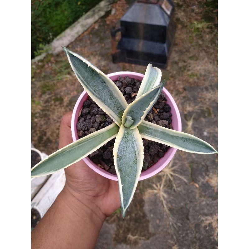 Kaktus sukulen / Agave Murpheyi Rodney Variegated ( RARE / MEDIUM)