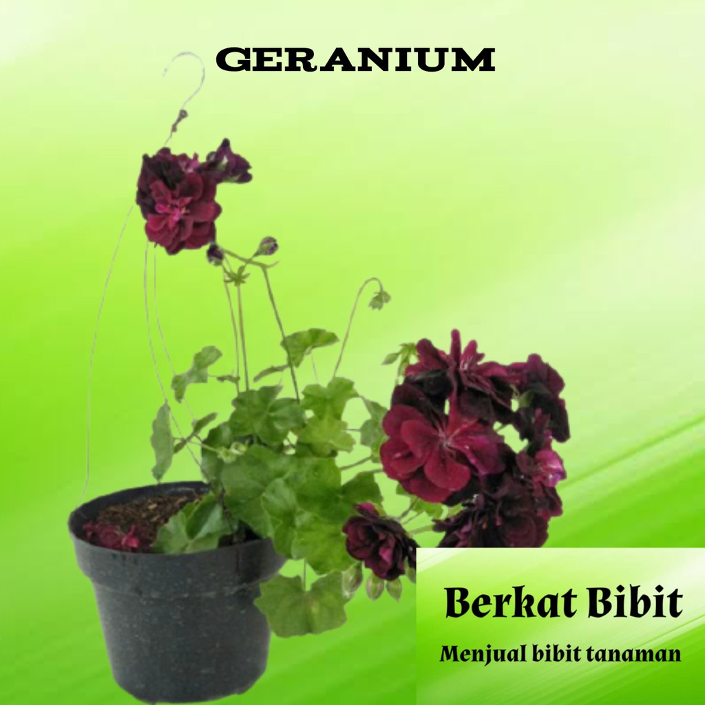 Tanaman Geranium Merah
