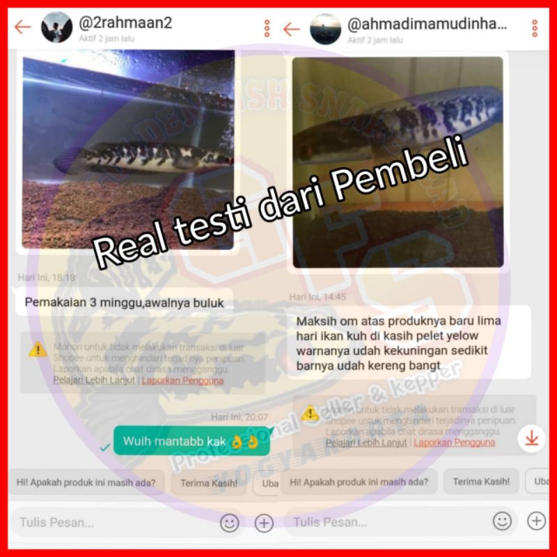 Pelet Channa Maru PROGRES MARULIOIDES Generasi kedua