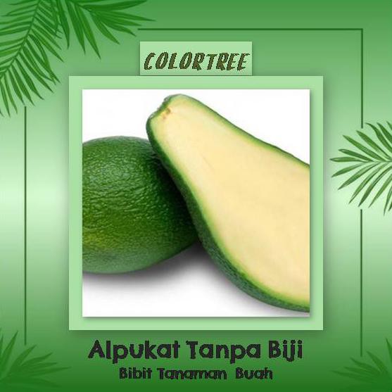 Bibit Tanaman Buah Alpukat Tanpa Biji