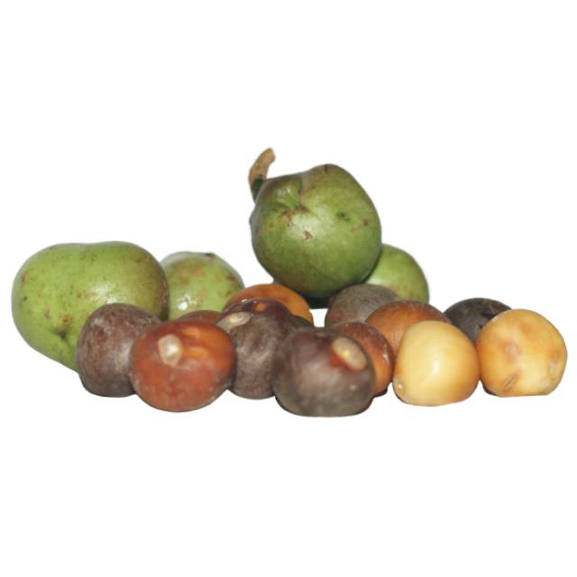 

BIJI POHON TEH 1KG