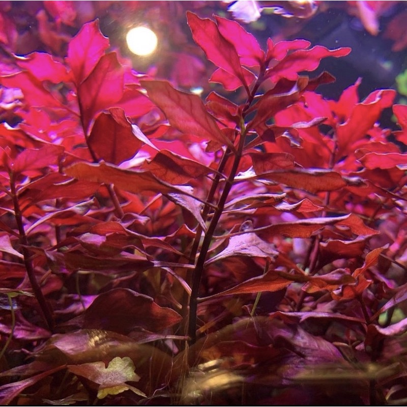Ludwigia sp red mini - Tanaman Aquascape Tumbuhan Air Hidup Hiasan Dekorasi Pohon Aquarium