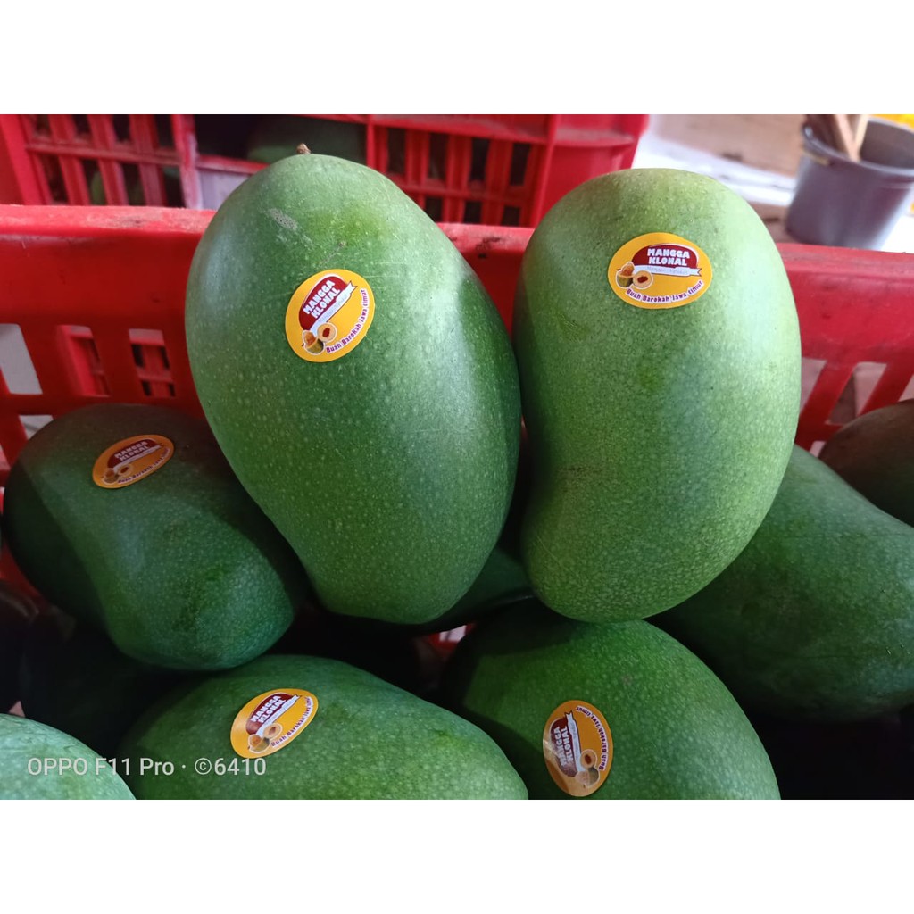 

Mangga harum manis