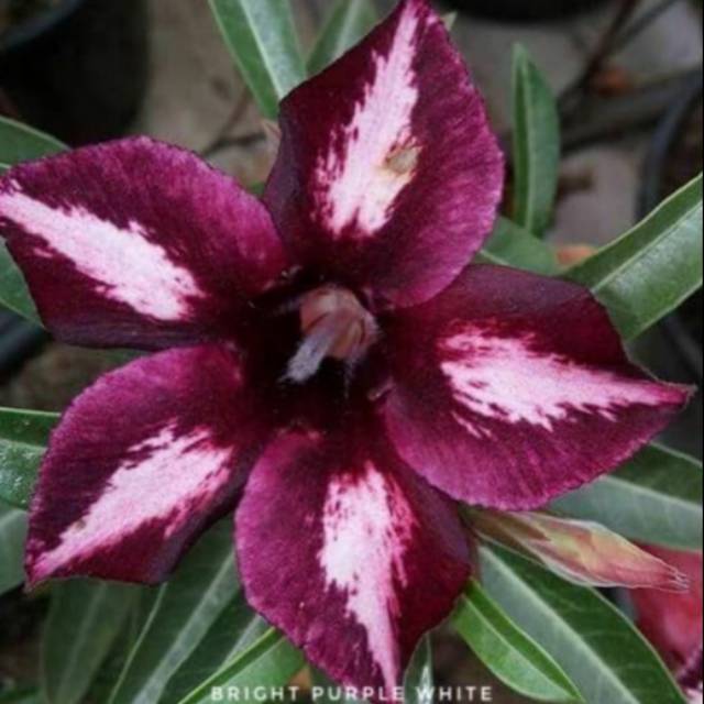 Bibit bunga kamboja adenium Bright purple-0