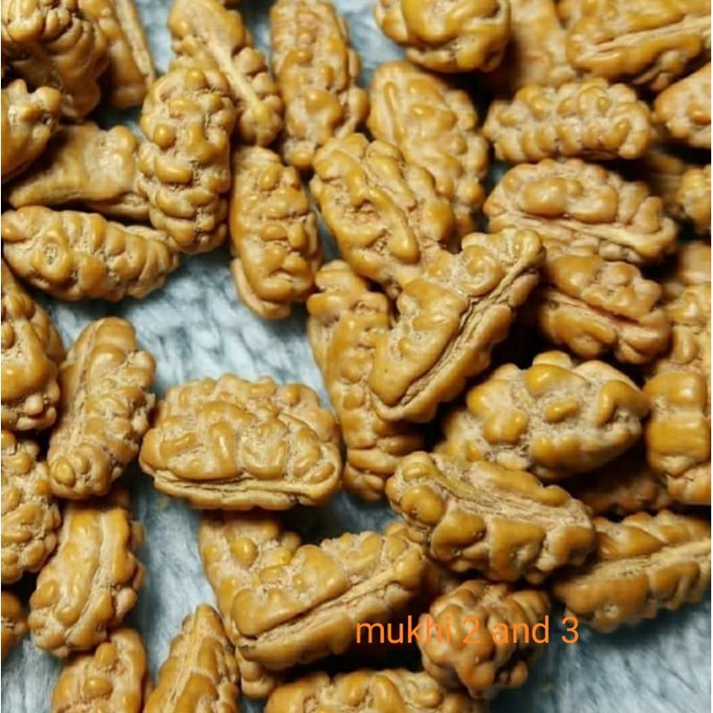 Jenitri / rudraksha mukhi 1