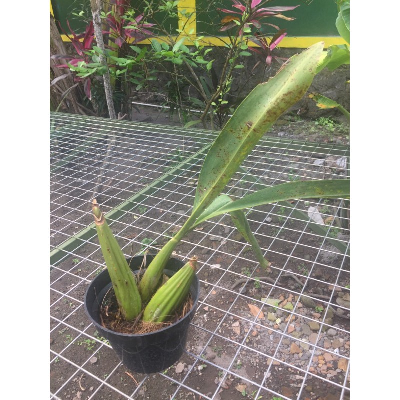 grammatophyllum stapeliiflorum