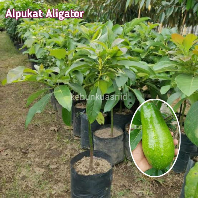 Bibit alpukat Aligator super siap berbuah