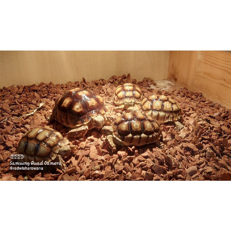 sulcata sulki sulkata  perfect condition baby cb indo