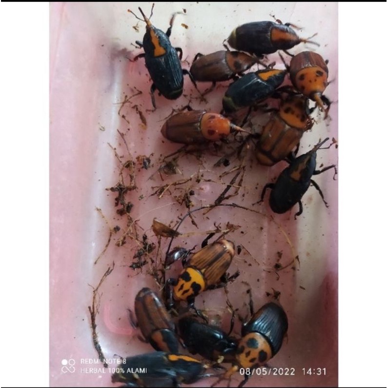 kumbang ulat sagu hidup (5 jodo 10 biji)