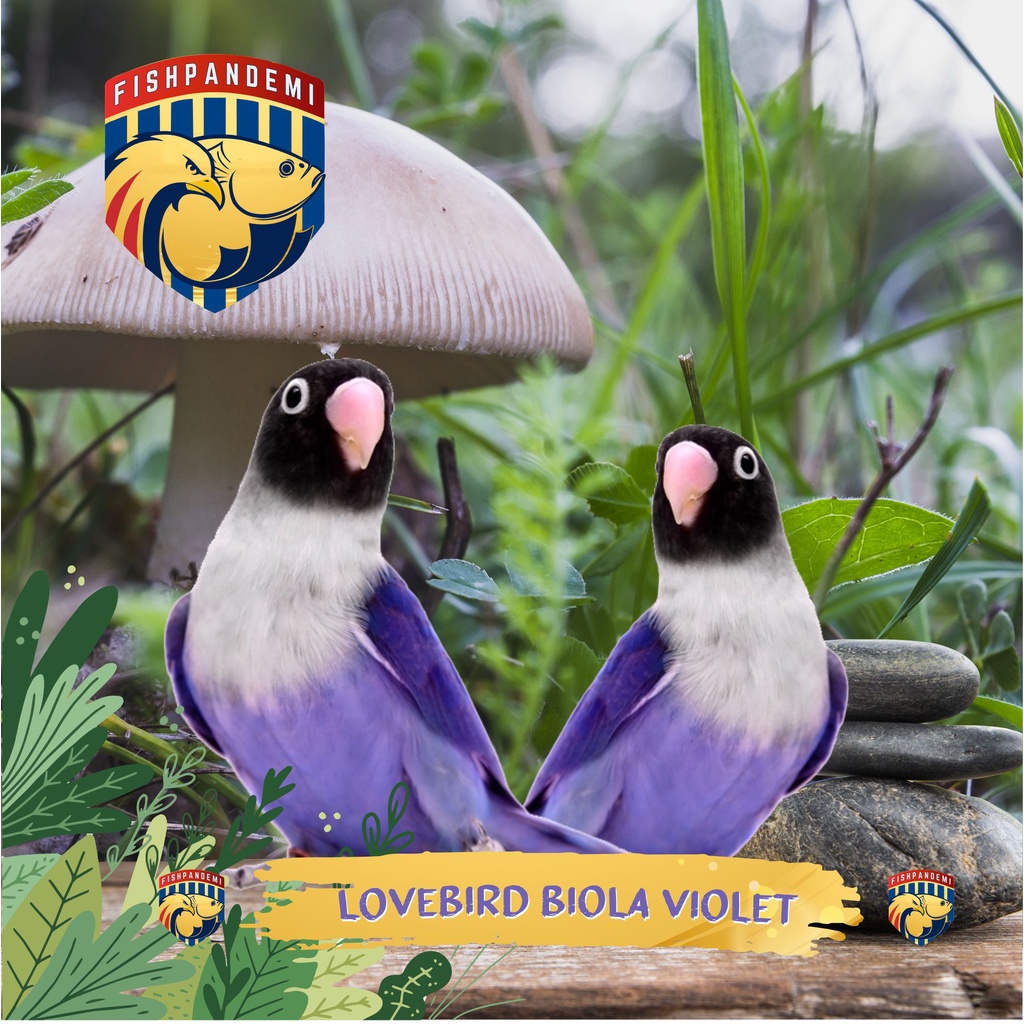 Lovebird Biola Violet SIAP BREEDING