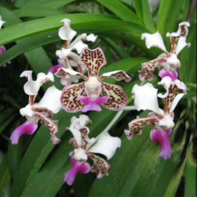 Anggrek Vanda Tricolor