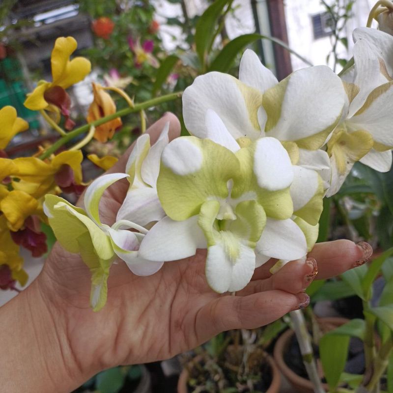 Anggrek dendrobium putih hijau (wangi)