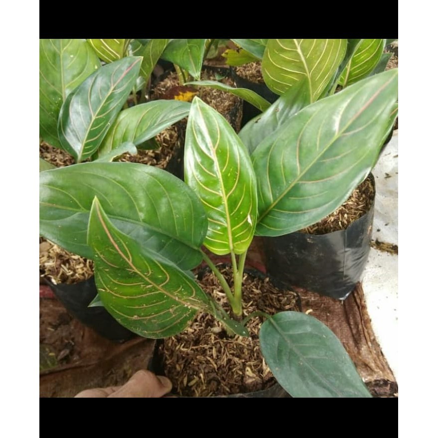 Tanaman Rotundum Tanaman Aglonema Rotundum Tanaman Aglonema