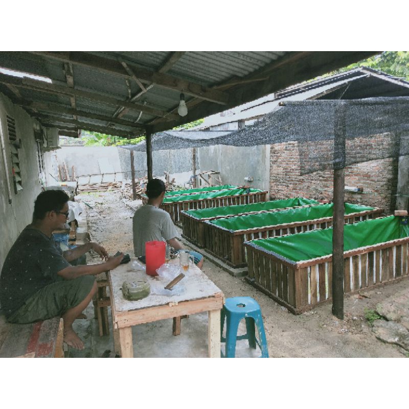 lobster air tawar hidup