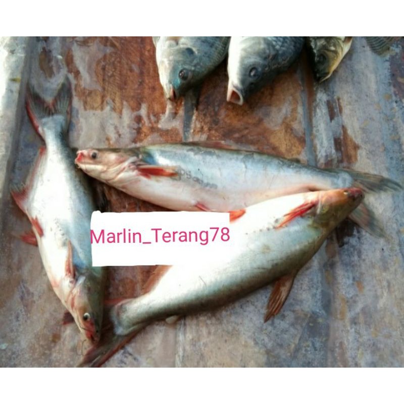 Jual Ikan Patin Segar Lampung 1kg Indonesia Shopee Indonesia