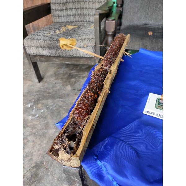 Koloni lebah Klanceng bambu ori
