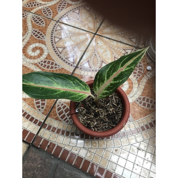 aglonema big mama original