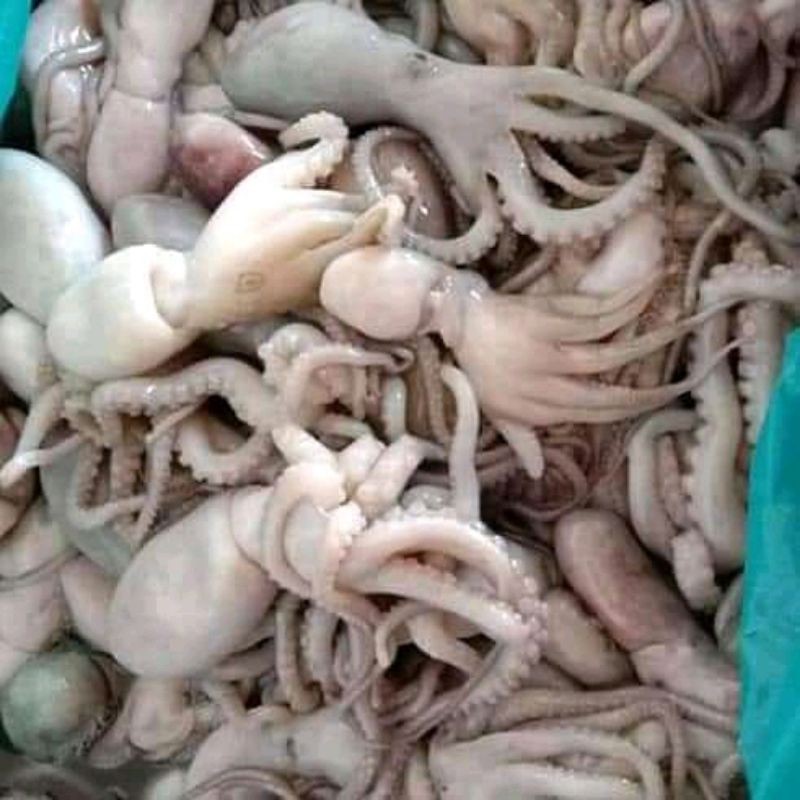 Baby Gurita segar gurita besar Gurita Kipang hasil laut segar