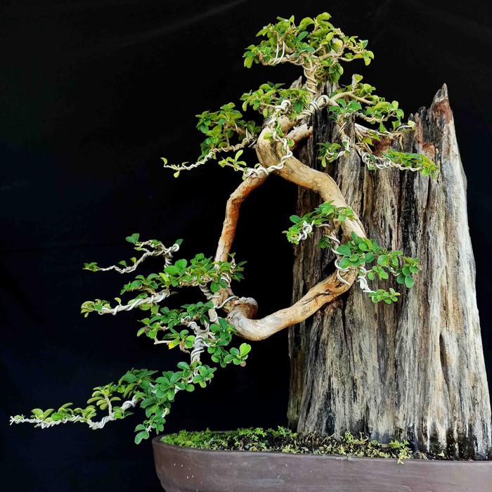 Bonsai Kimeng Air Terjun Juara