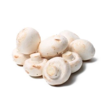 

Jamur Kancing 250 Gram