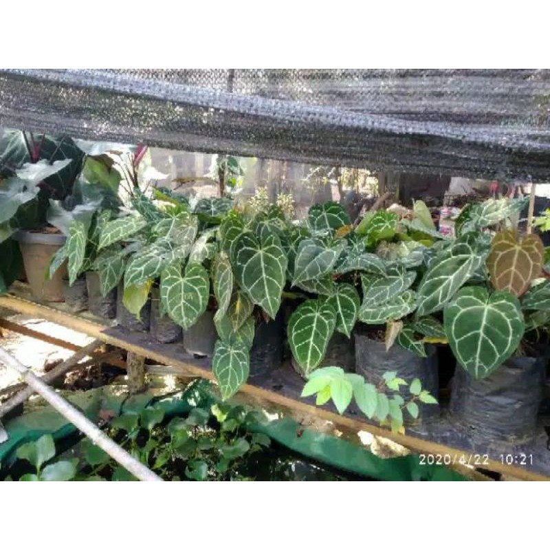 Tanaman hias bunga kuping gajah daun kecil (Anthurium Crystallinum)