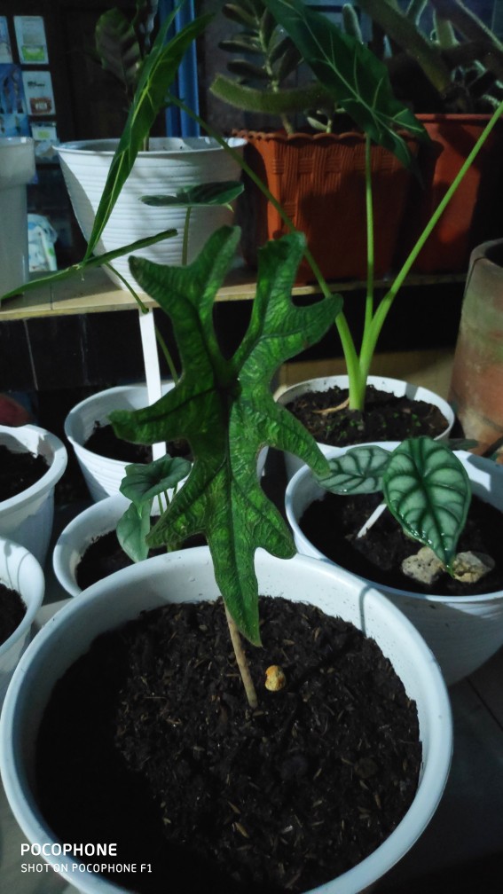 Alocasia Jacklin