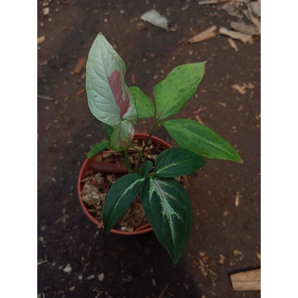 syngonium pink salmon