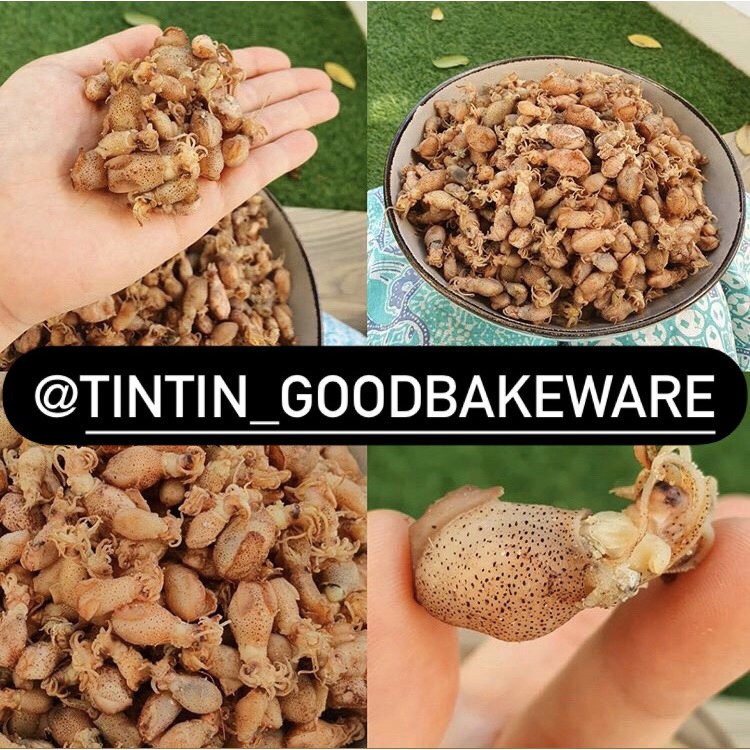 

BABY CUMI BERTELOR 500GR