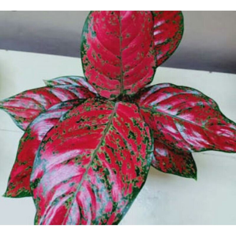 tanaman hias aglonema red venus. /tanaman hias aglonema red venus