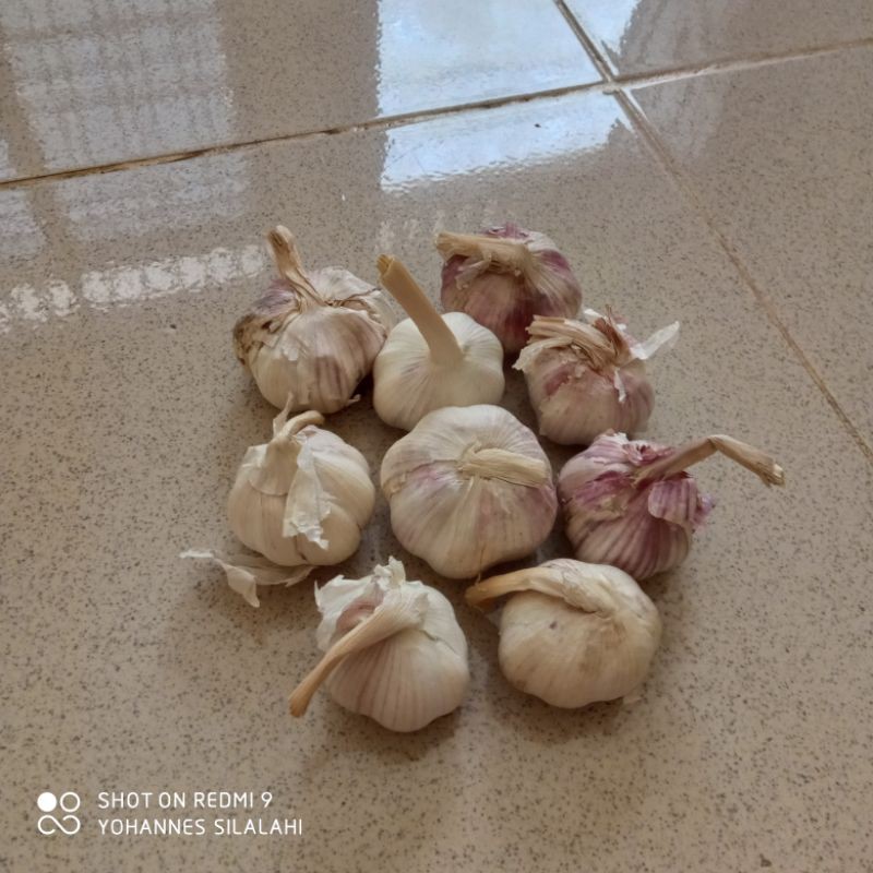 

Bawang putih biasa(500gram)