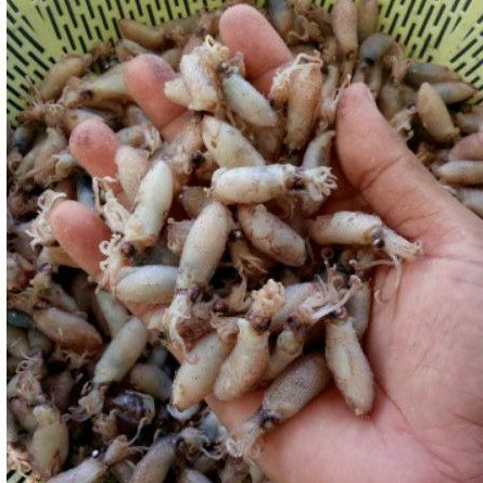 

BABY CUMI ukuran 3-5cm terlaris great A 100 gram