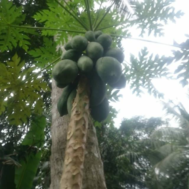 

Pepaya Mentah