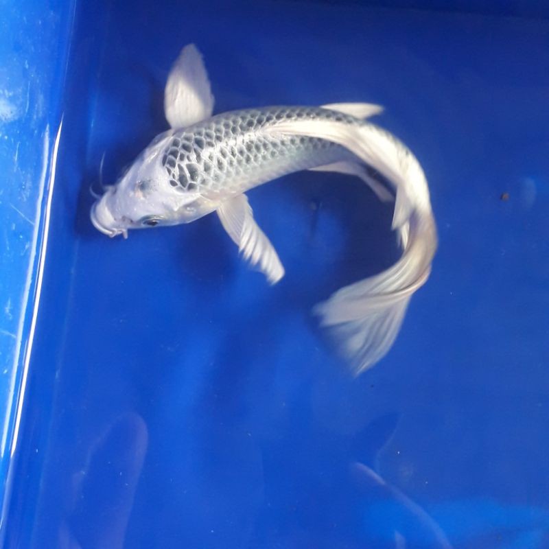 Ikan Hias Koi Blitar Kumpay Metalic Silver Ogon Matsuba