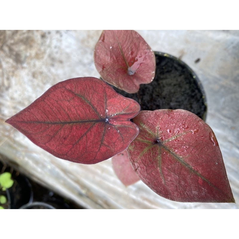 Bibit Caladium Red Blood / Caladium Merah