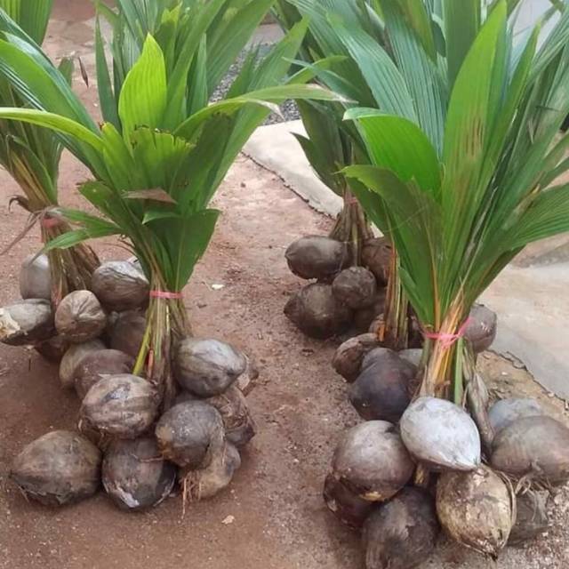 Bibit kelapa genjah Wulung