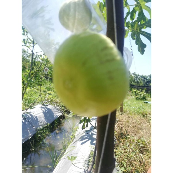 bibit buah tin fresh cangkok Lsu Gold siap tanam