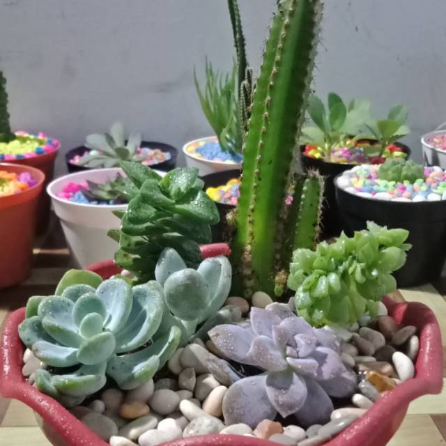 lannemeysumualbawata