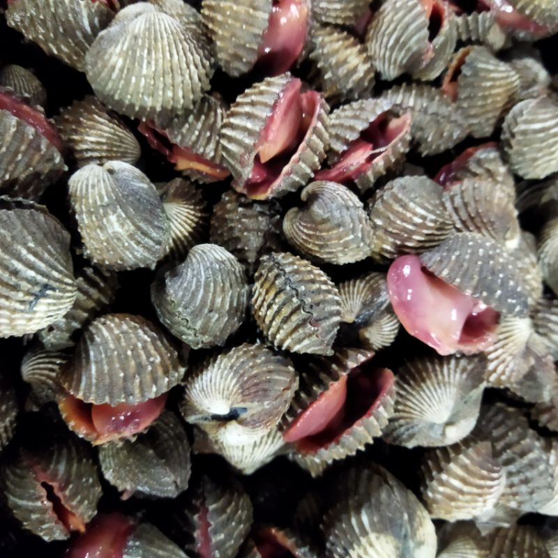 

Kerang Dara Hidup 1~Kilogram