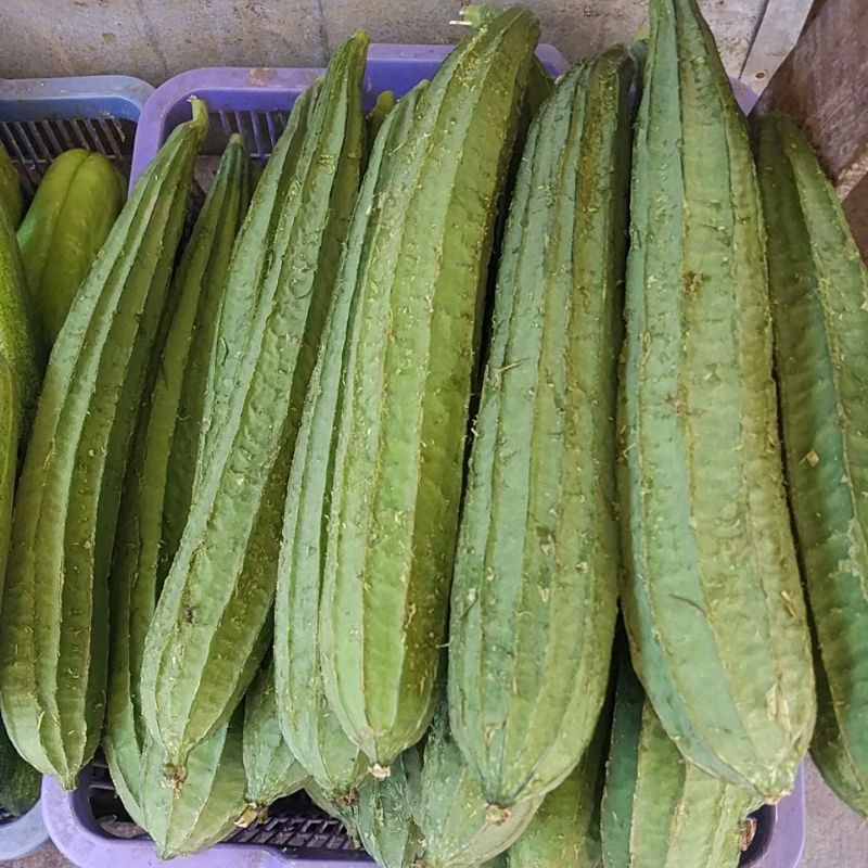 

Oyong 500gr