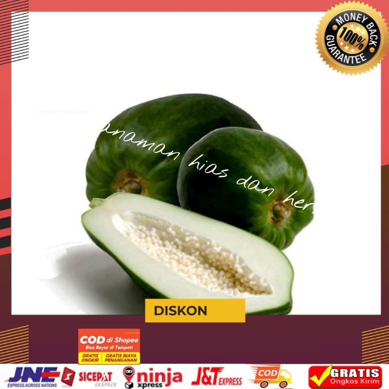Buah Pepaya Muda Pepaya Segar Pepaya Sayur Fresh Pepaya Persatu Buah