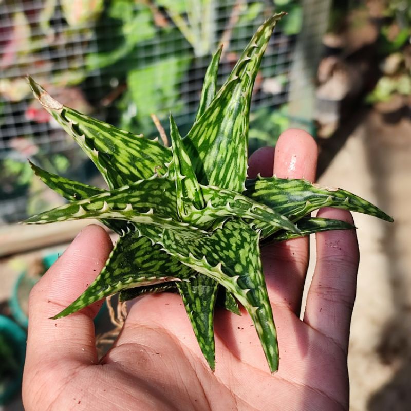 Aloe jucunda sukulen / Aloe mini