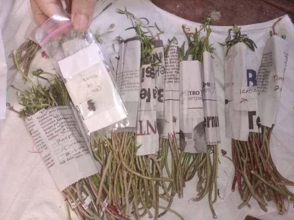 Mawar Tanah Krokot Import Mossrose Irada