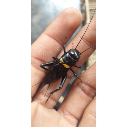 JANGKRIK-ngerik-jangkrik jelitheng,khusus aduan/masteran