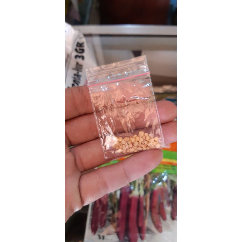 BENIH TERONG UNGU KEMASAN EKONOMIS