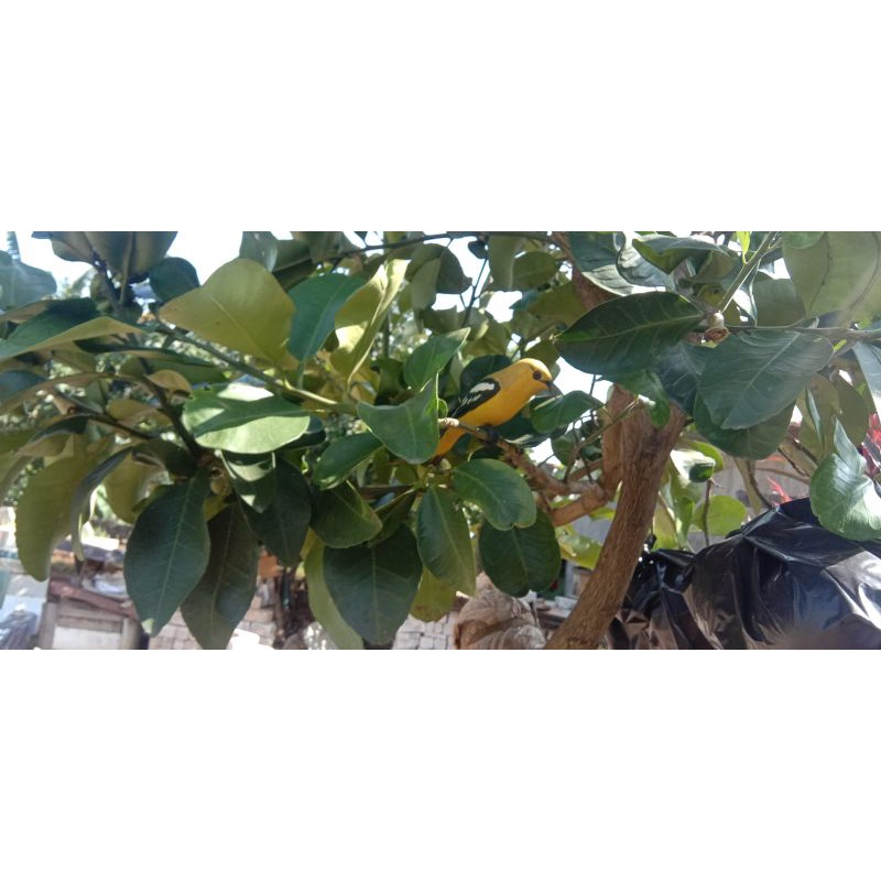 jontrot burung sirtu