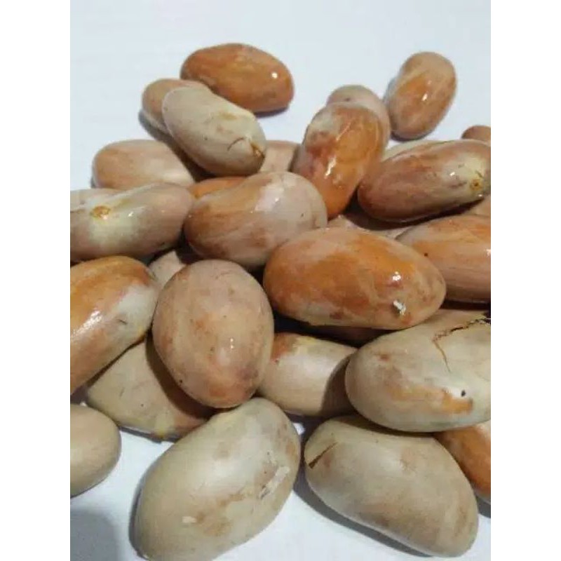 biji nangka segar 1 kg